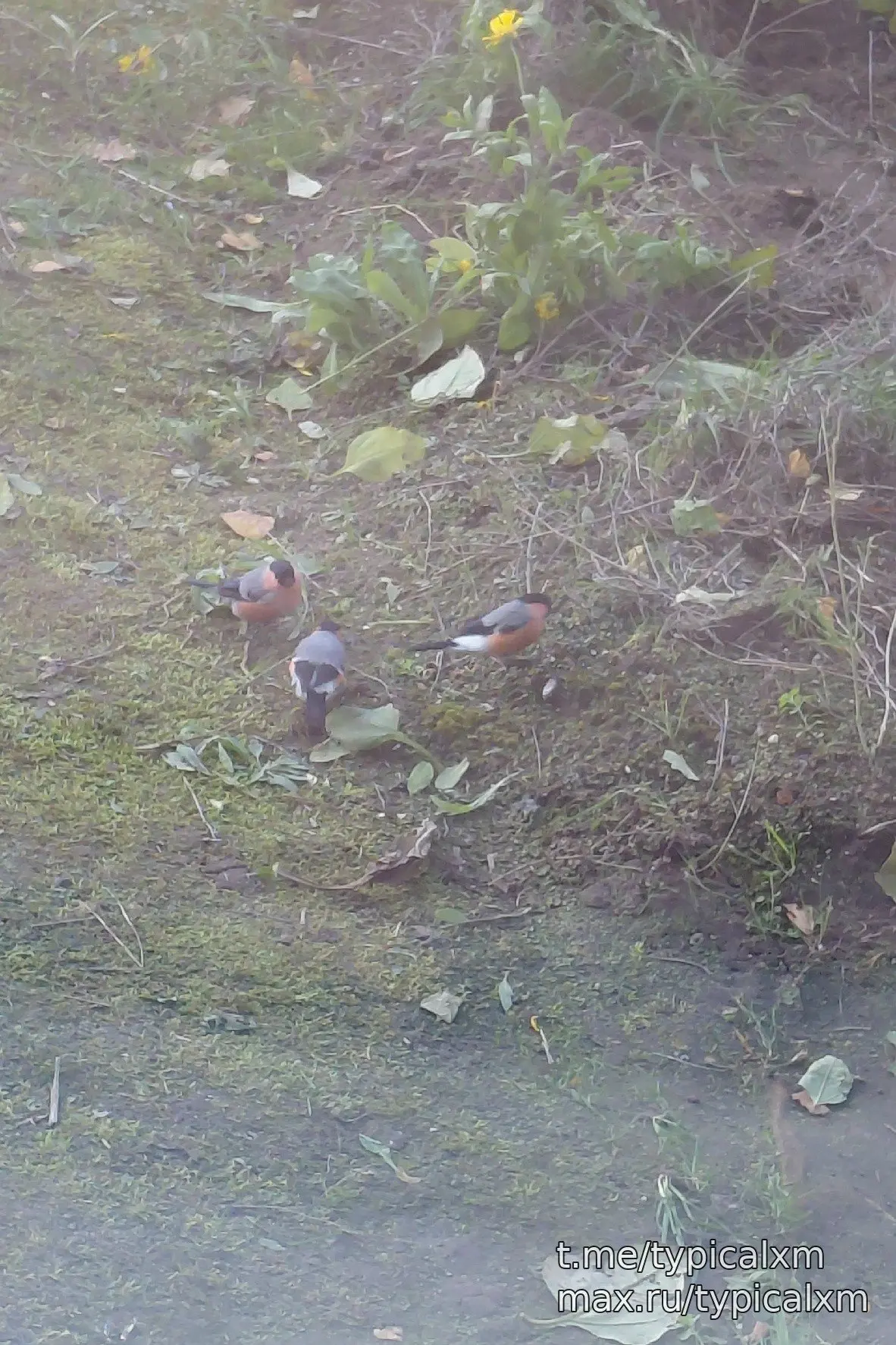 Это снегири? 🐦