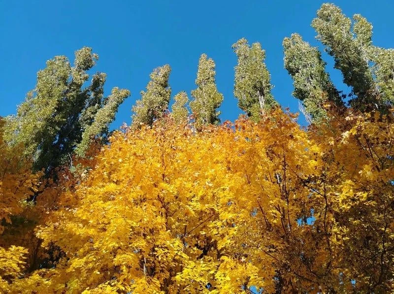 🌲🍁🍂Палитра октября