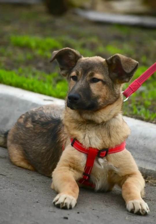 🐕 Проект "Воронеж—город доброты"