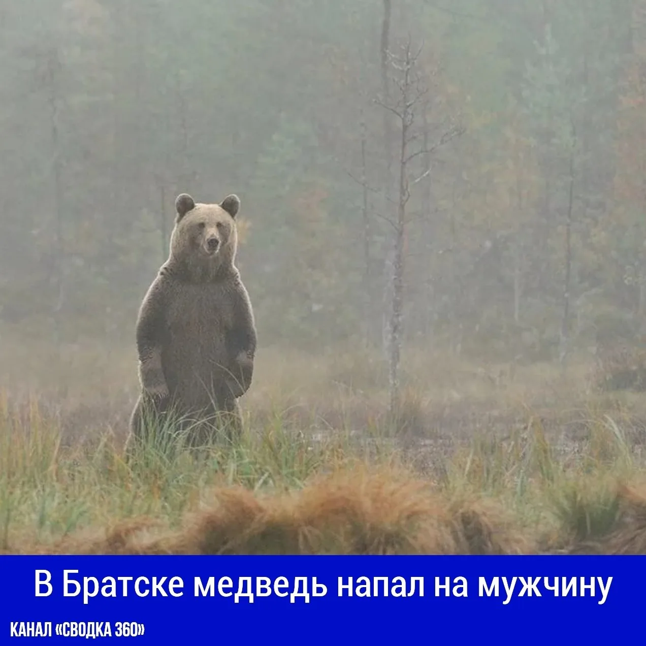 В Братске медведь напал на мужчину и порвал ему куртку.