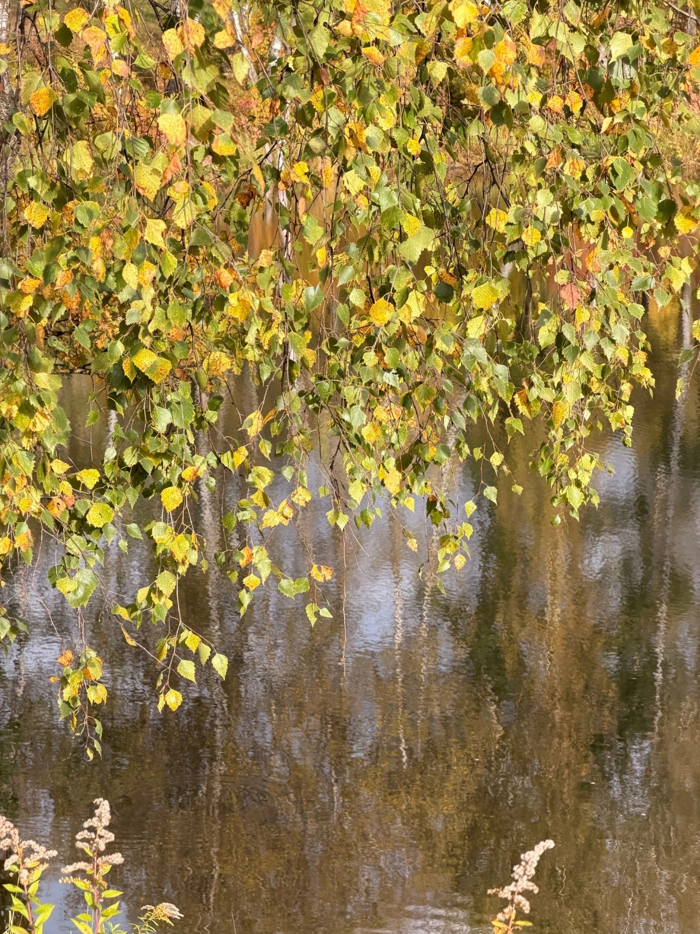 Золотая осень. Фото Сергея Фондикова.