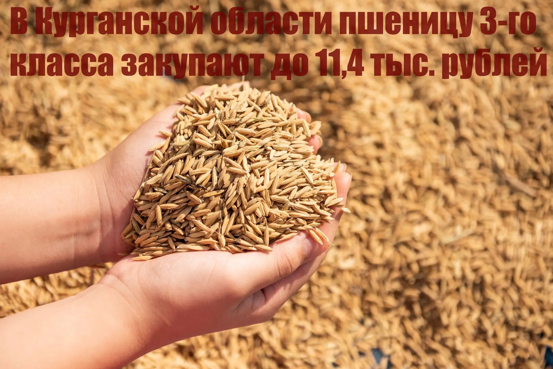 В Курганской области пшеницу 3-го класса закупают до 11,4 тыс. рублей