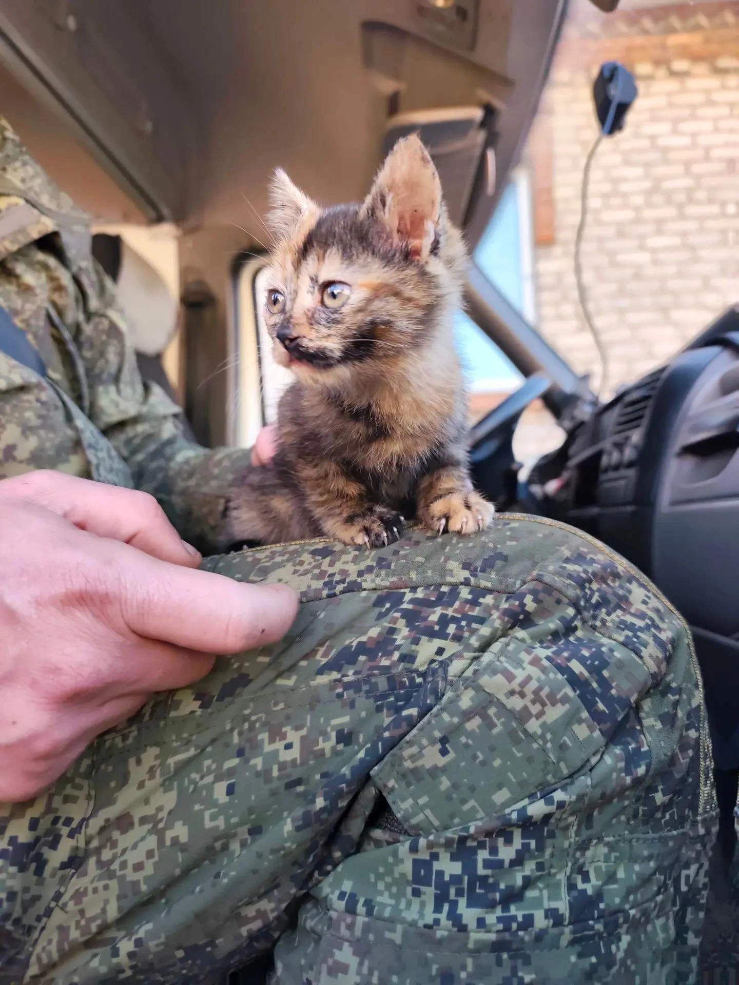 Вот так — на камуфляжных коленях прибыла в луганский приют «Помоги другу» эта сладкая ч...
