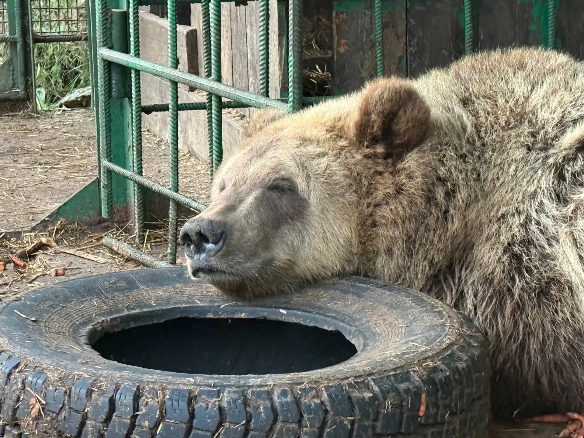 Когда перекусил морковкой и немного на сон потянуло 😴