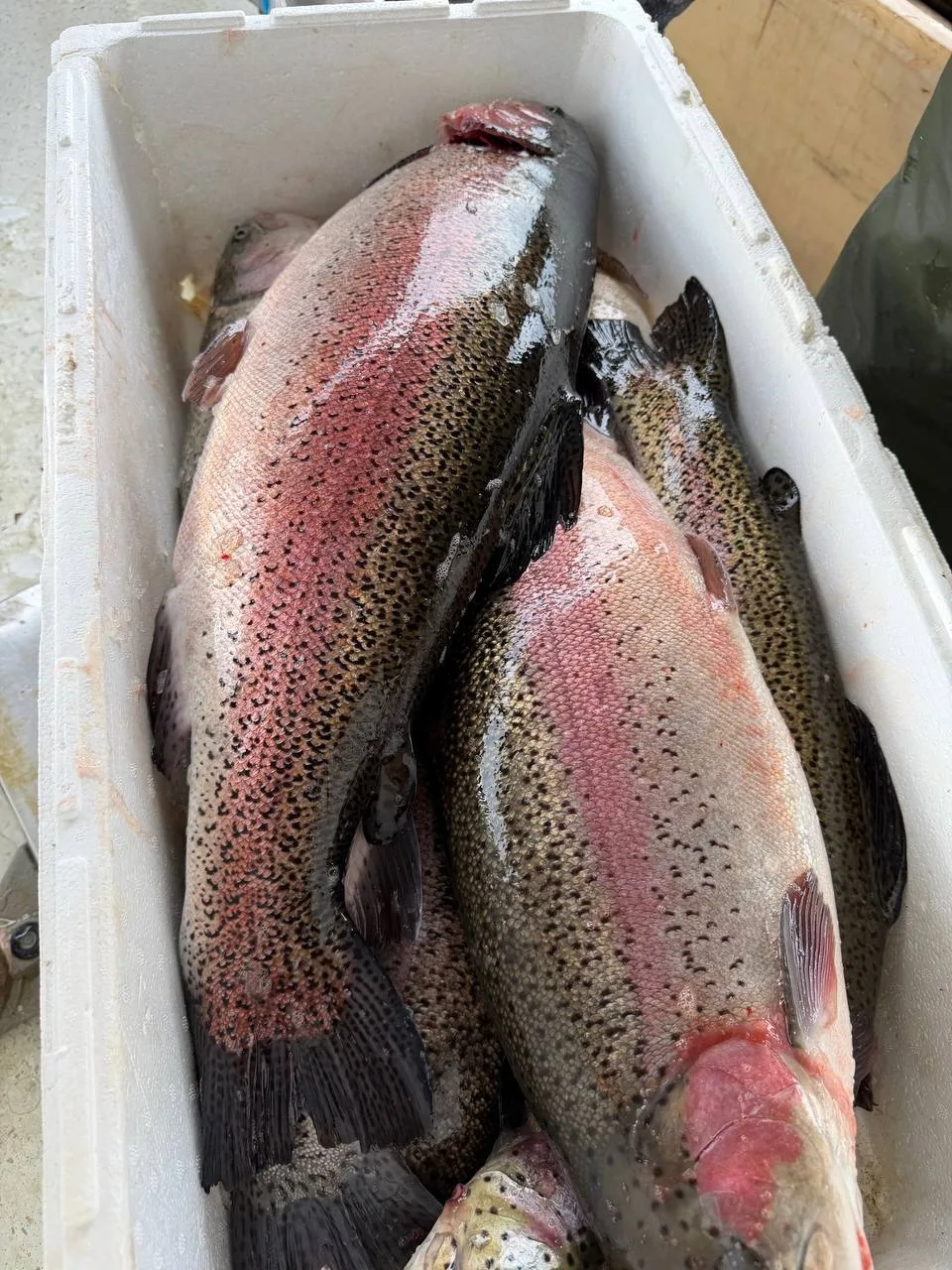 🎣 Принимаем заказы: Нахичеванский рынок на 16-17 октября.