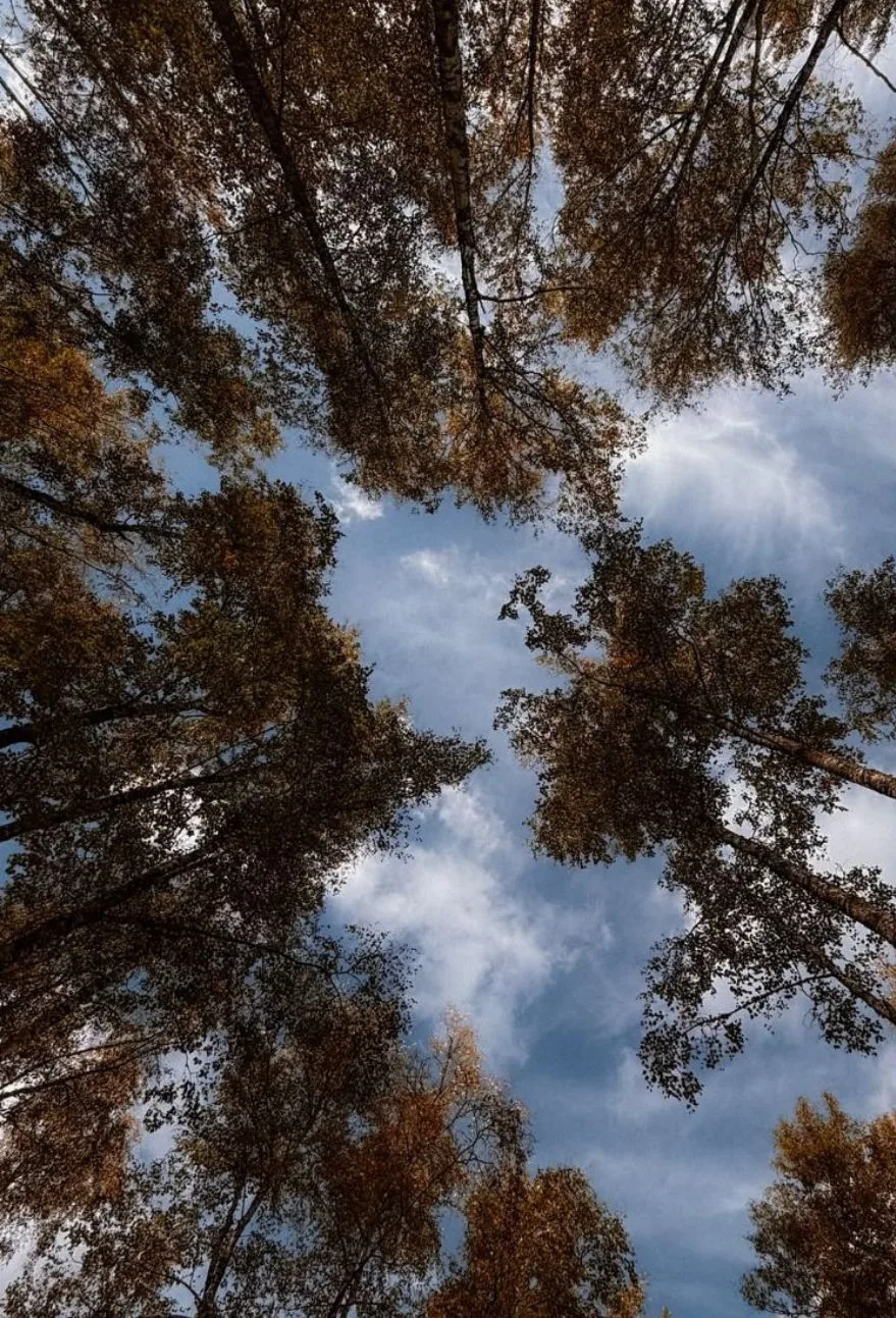 Тёплого и уютного дня! 🌿