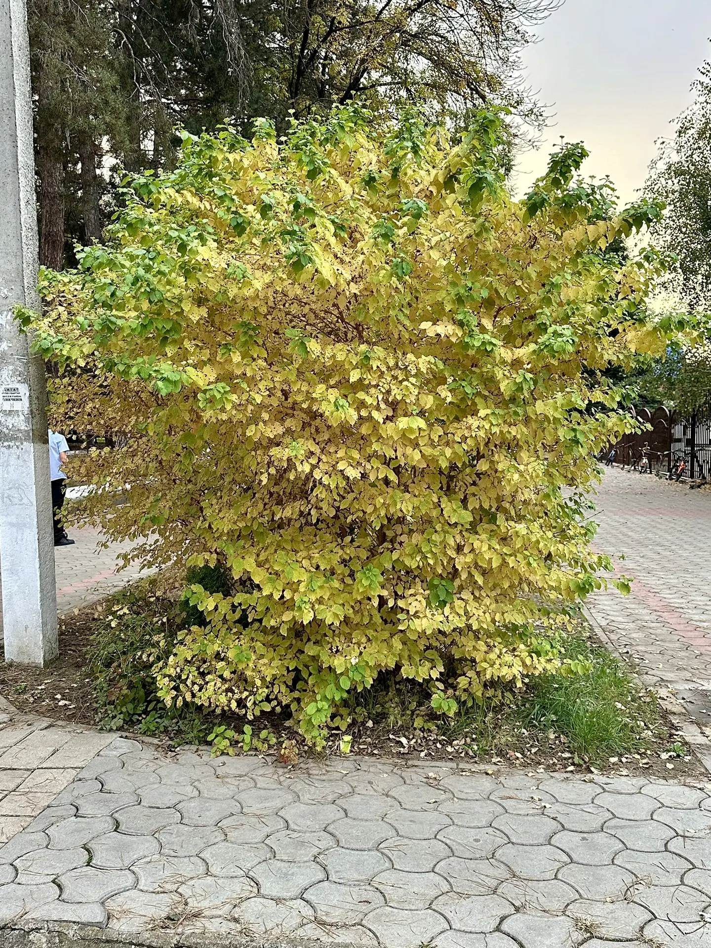 Симпатично смотрится, неправда ли?