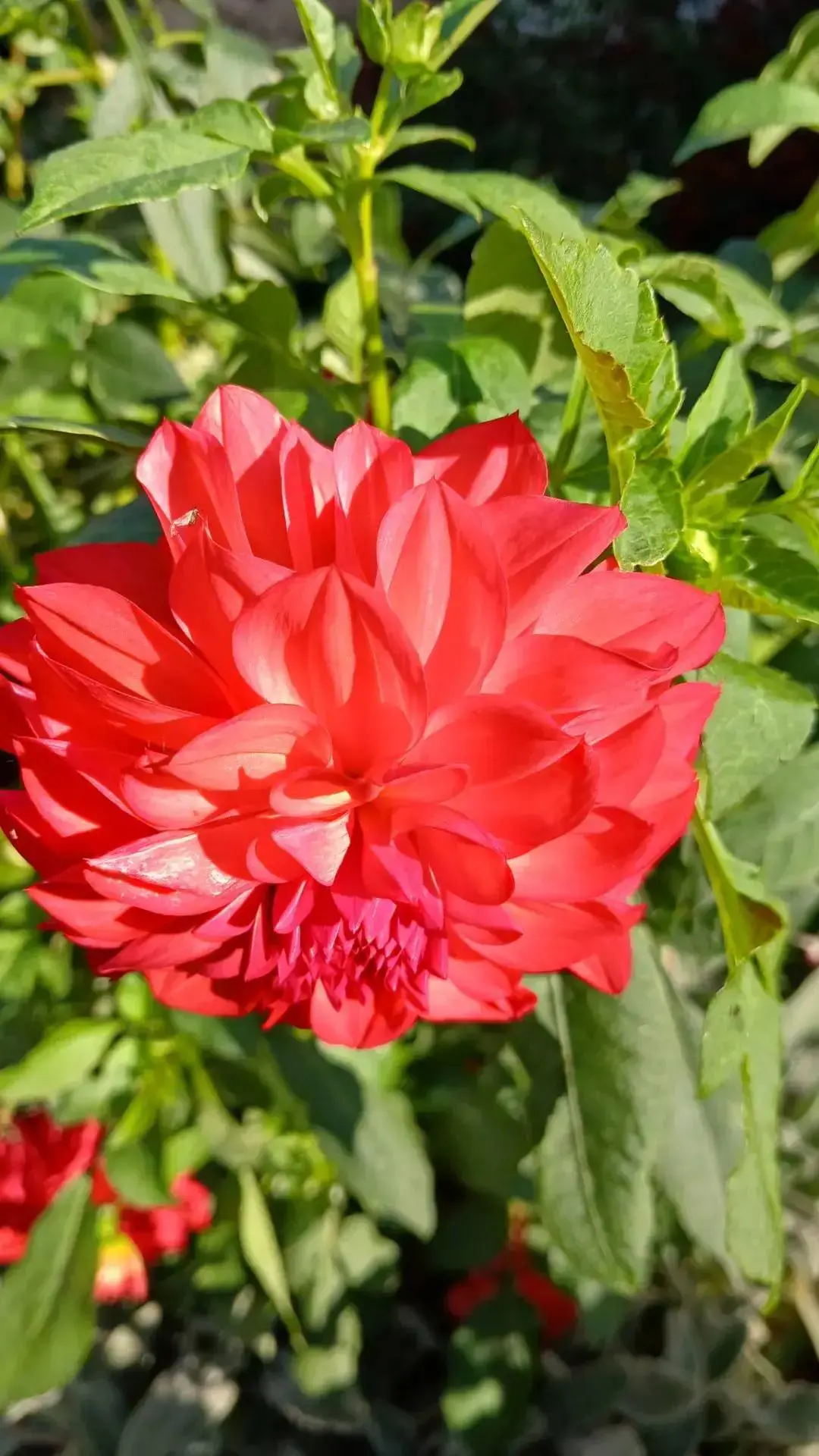 Подписчик хвастается своим цветником 🌺