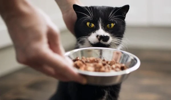🐱Как кормить кота после кастрации, чтобы не навредить здоровью