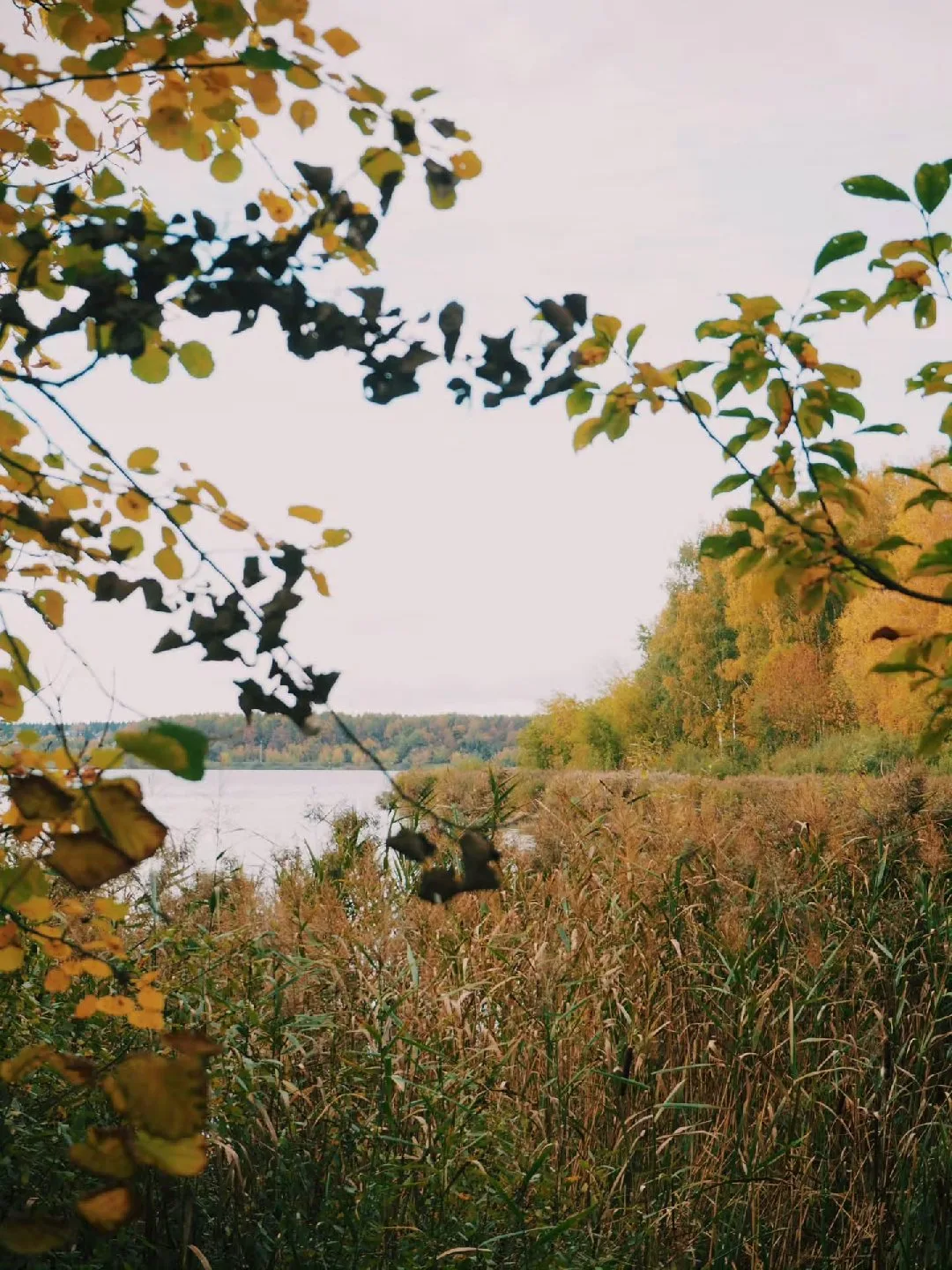 Полюбуемся на краски осени🥰