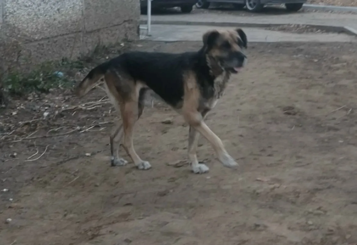 На Новобульварной появился пес большой , второй день обитает , на лапе шишка большая , ...