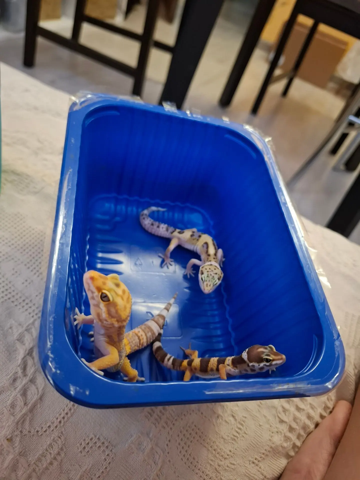 Вот такая обстановка🐾🦎