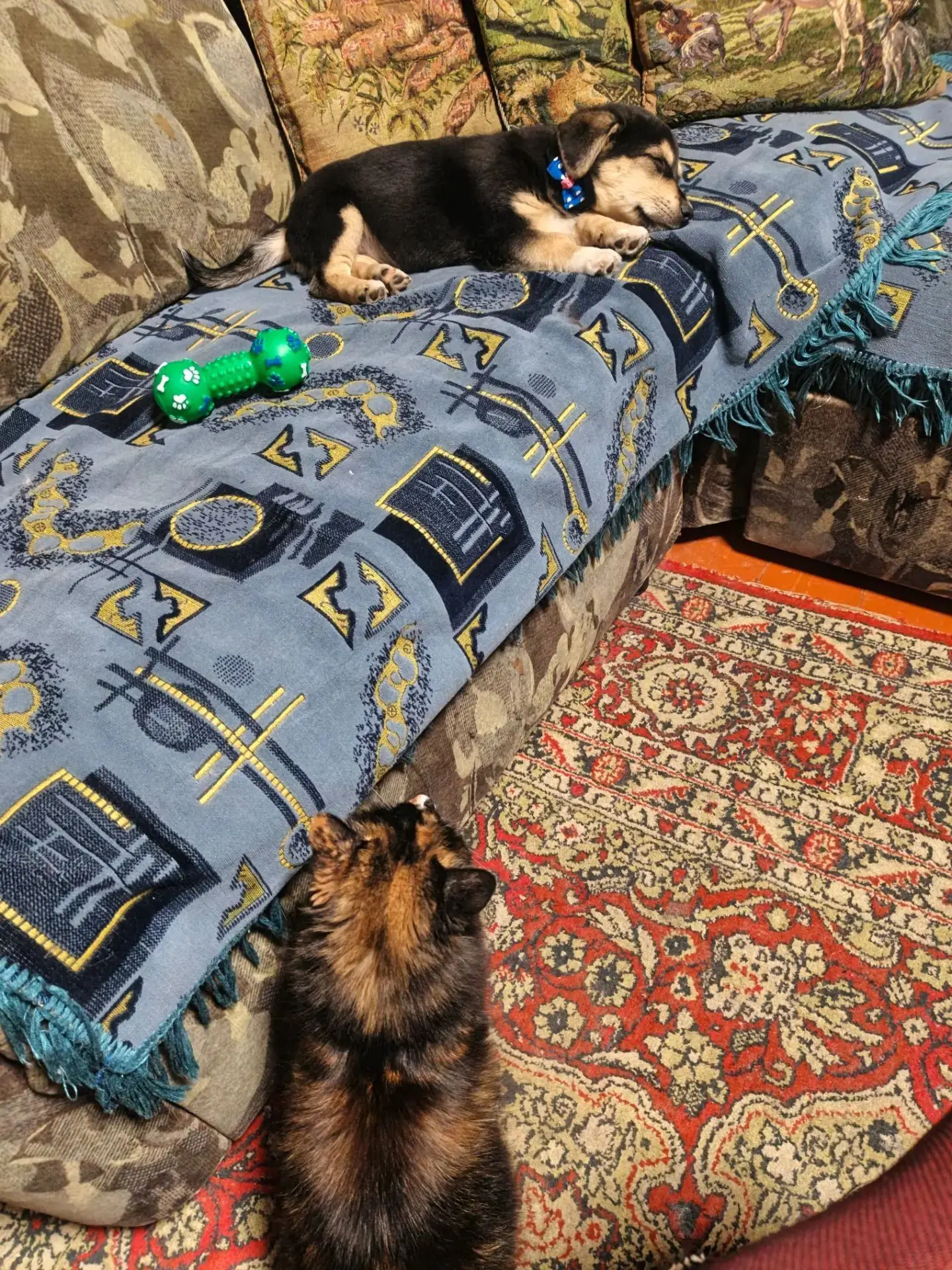 Ещё один приветик из дома 🏠👋 прислал малыш Гордей 🐶🐾