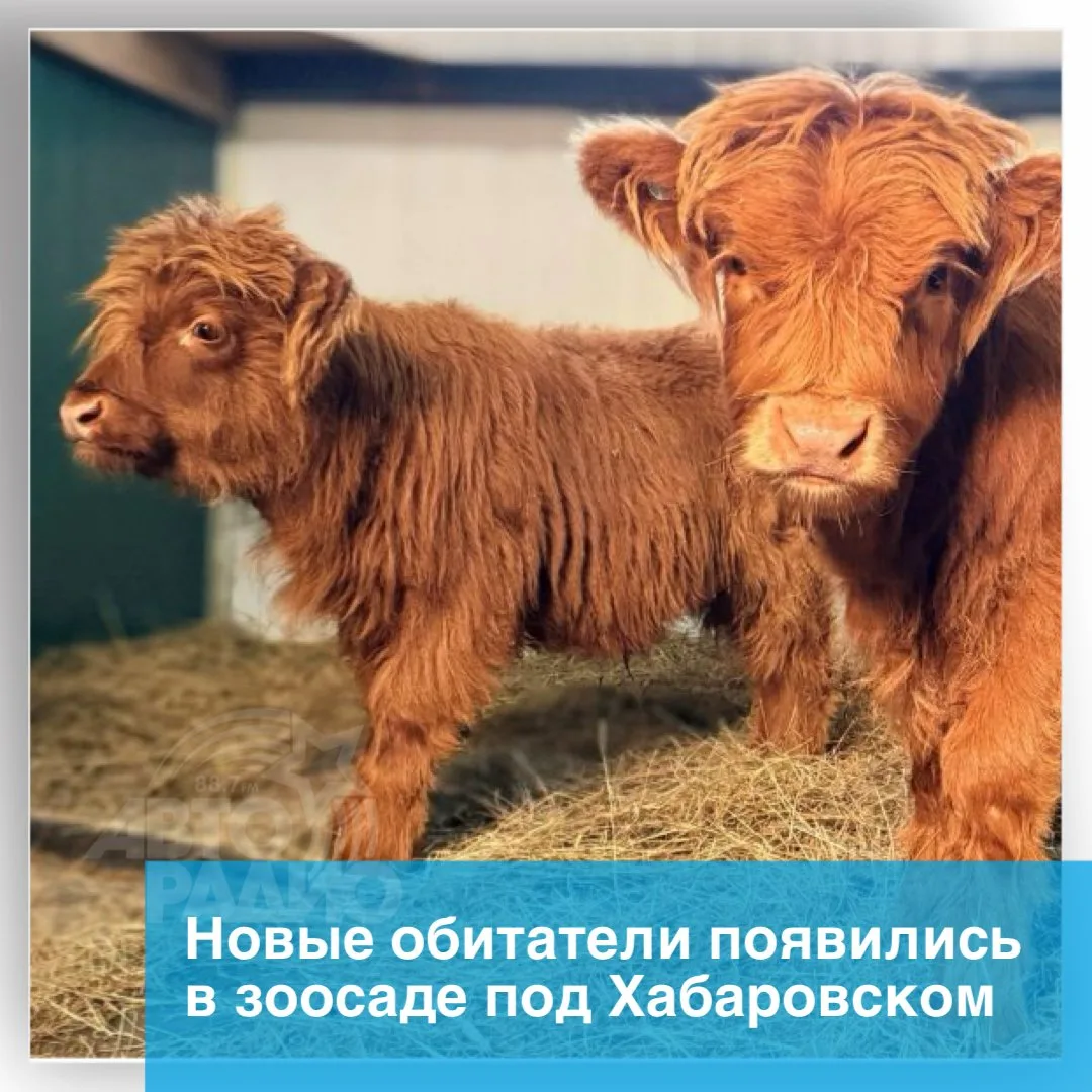 В зоосаде «Приамурский» в пригороде Хабаровска пополнение. Сюда доставили двух телят шо...