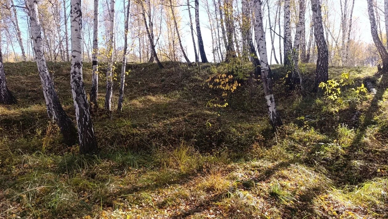 В лесу в километре от села много вот таких ям (на фото). Видно, что они выкопаны вручну...