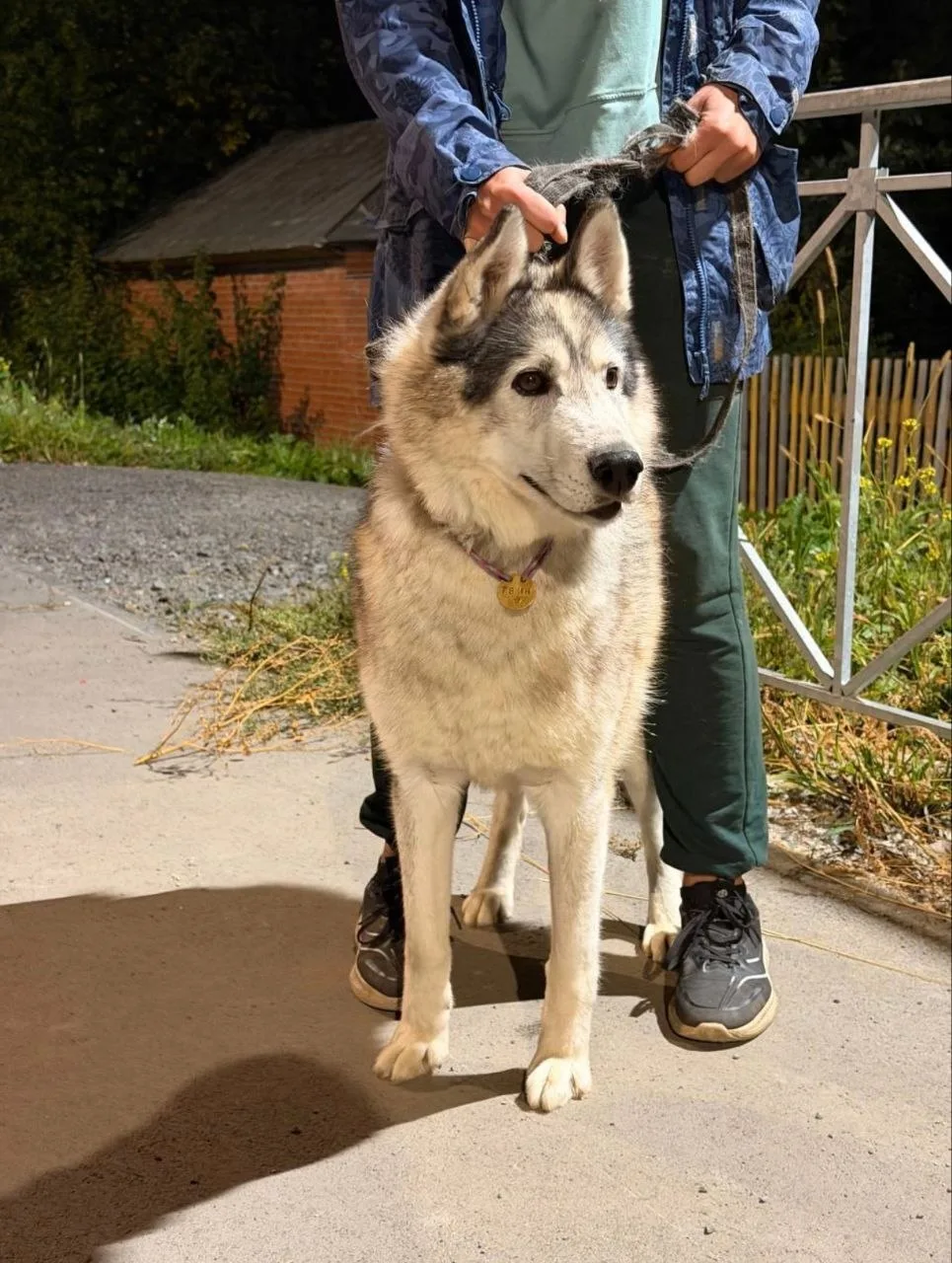 🌀Моему любимцу Гвину🐾❤️, прилежному хасику в подарок🎁 отправила в Хелп хаски🔥🚀