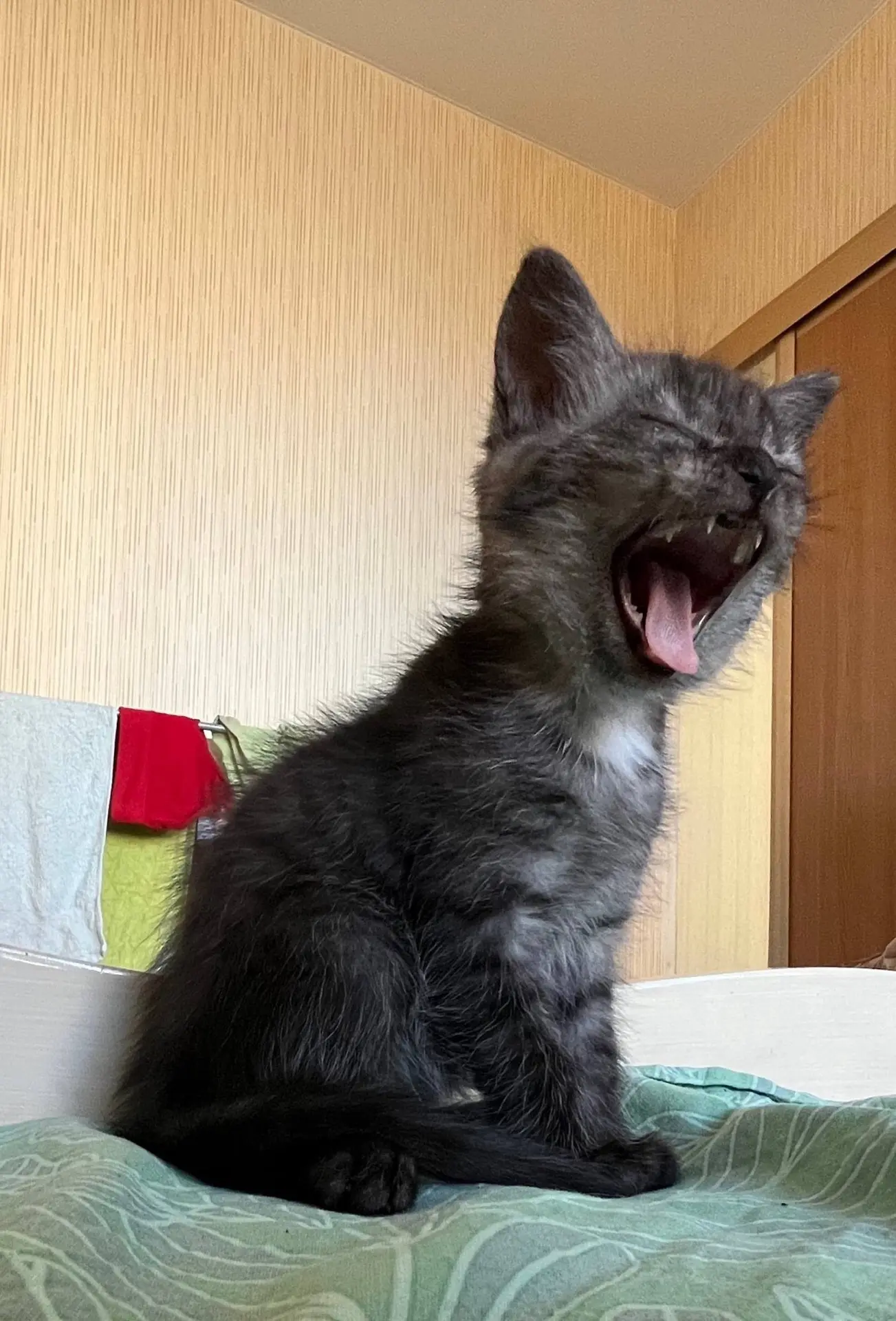 🐾 Отдадим котенка девочку в хорошие руки, добрая, ласковая, красивая vk.ru/kill_an_ang...
