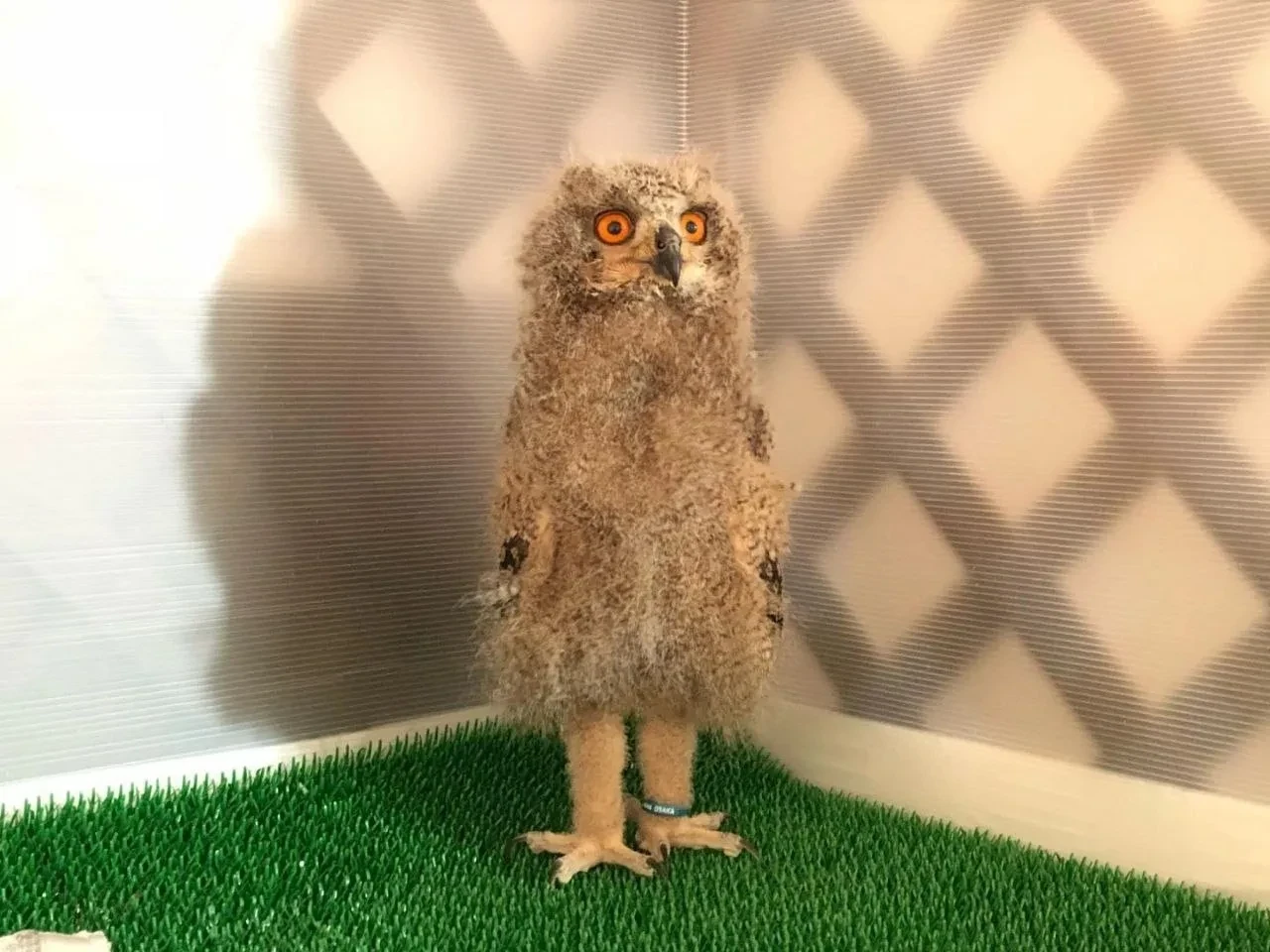 Фото в детском саду 🦉