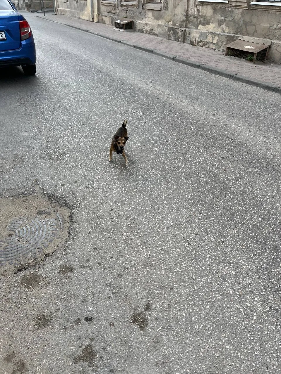 Чей Собакен?