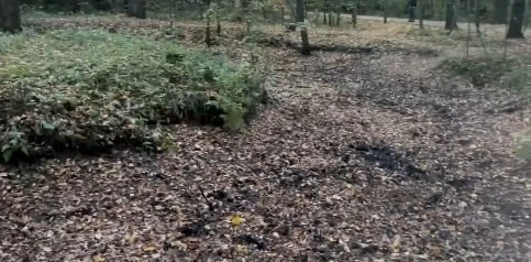 📍 Жители очистили пруд в парке «Фили»