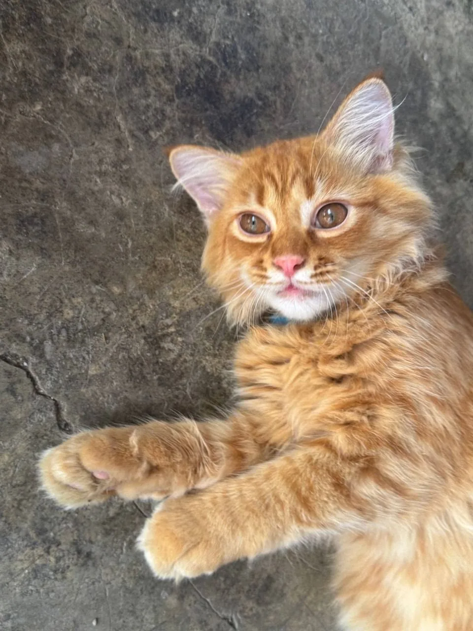 #КотикПодписчика 🥰