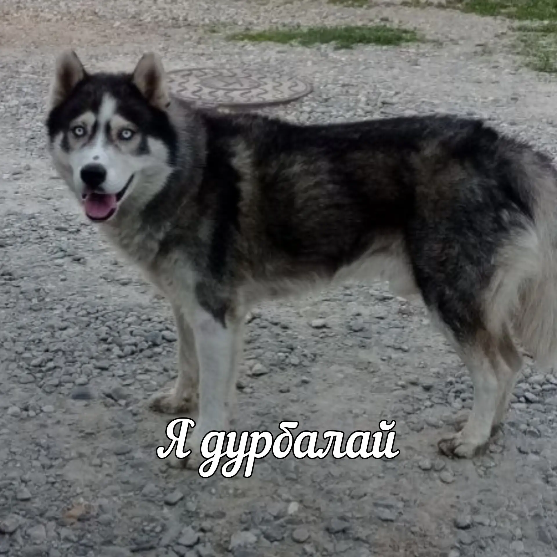 🗣️ «Не могли бы Вы опубликовать информацию о потерявшемся или изгнанном из дома хаски....