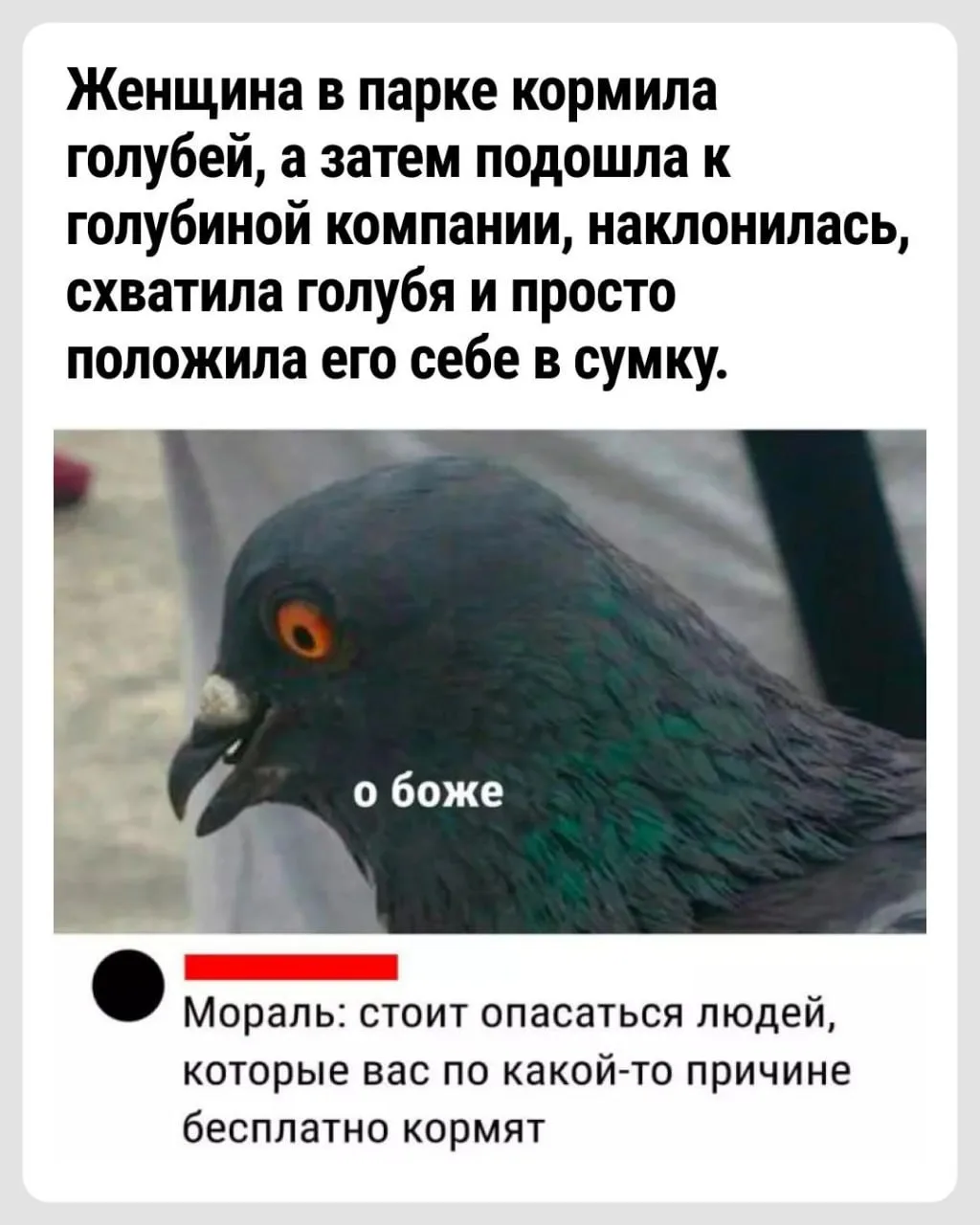 Голуби уже давно заняли свою нишу в рейтинге мемных животных. Внешний вид этих птиц пор...