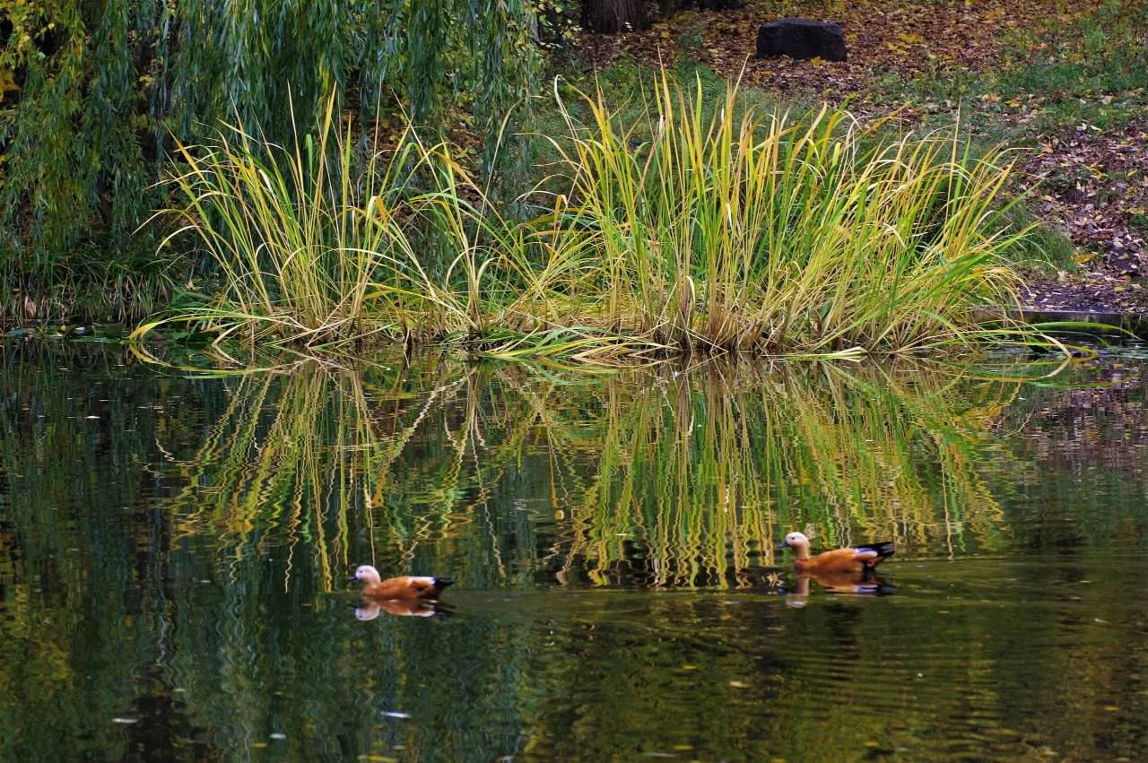 🍂 Осенние краски Кольского пруда