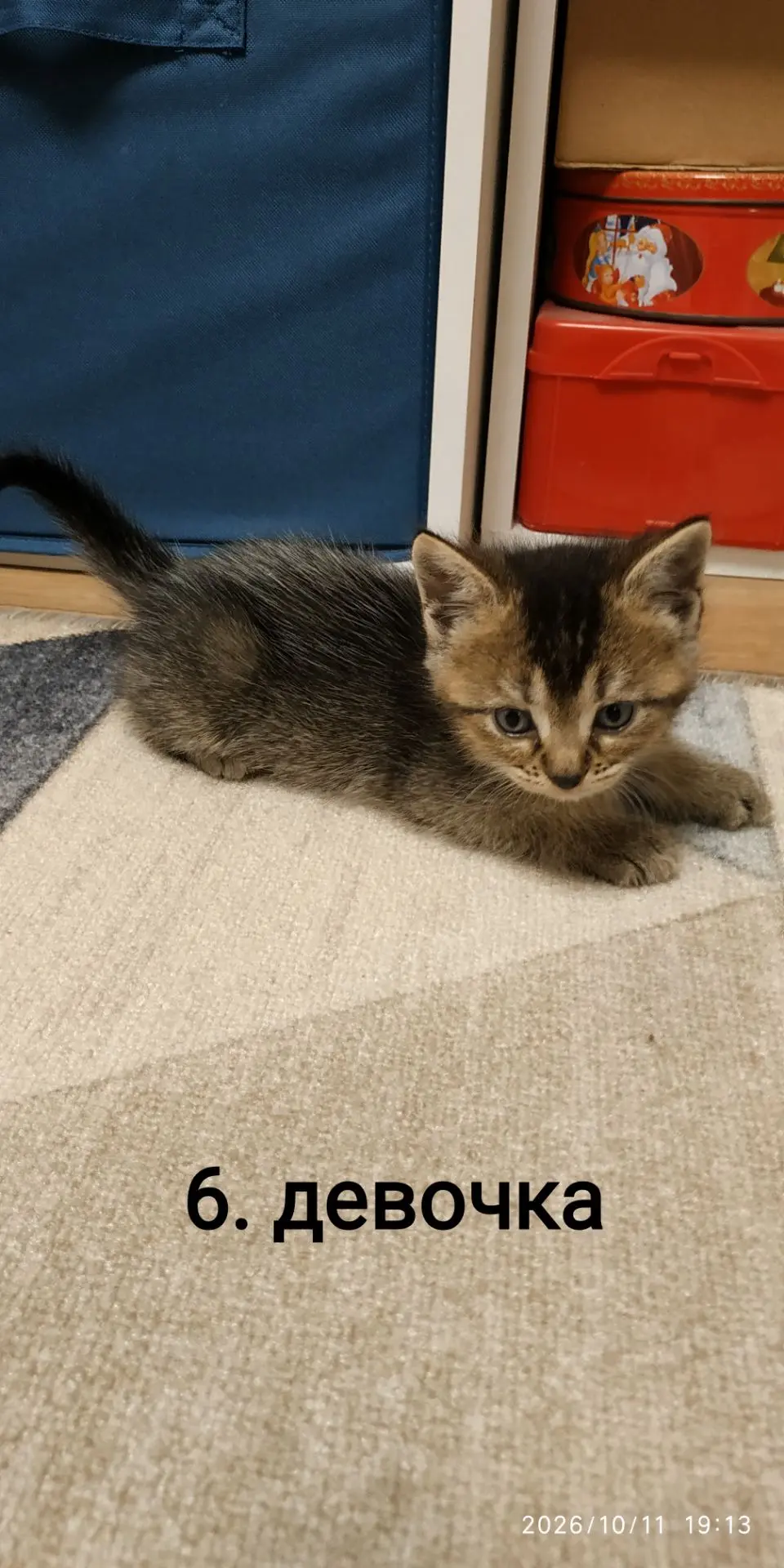 Котята в добрые руки.