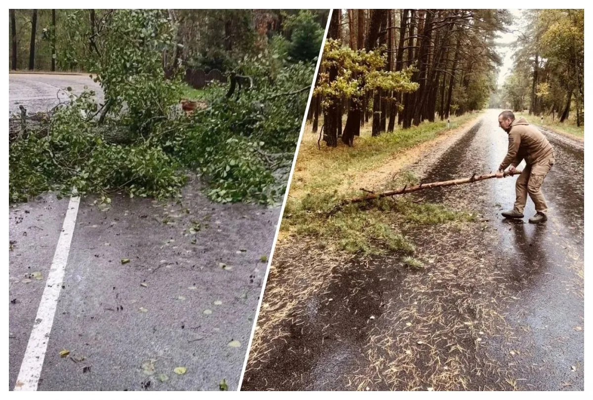 Шторм завалил деревьями дорогу на "Куршской косе"
