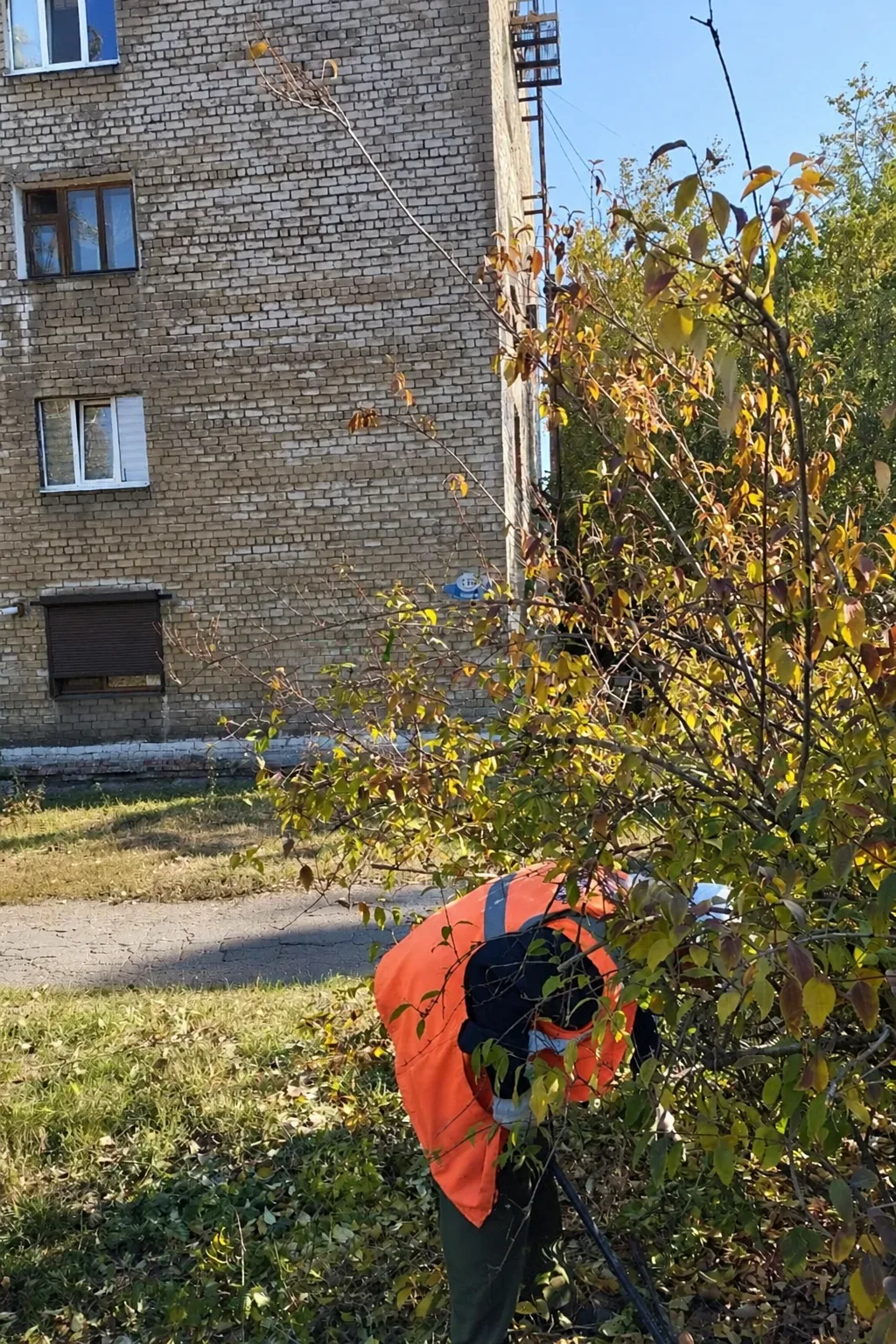 На улице Ленина коммунальщики привели в порядок кустарники