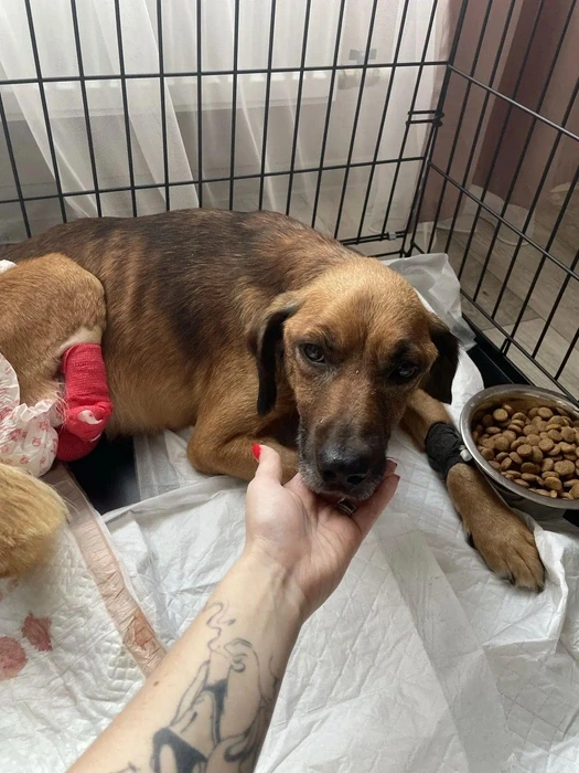 🐕 Добрая новость из Новоалтайска: пес Моржик (теперь его зовут Мэни), который остался ...