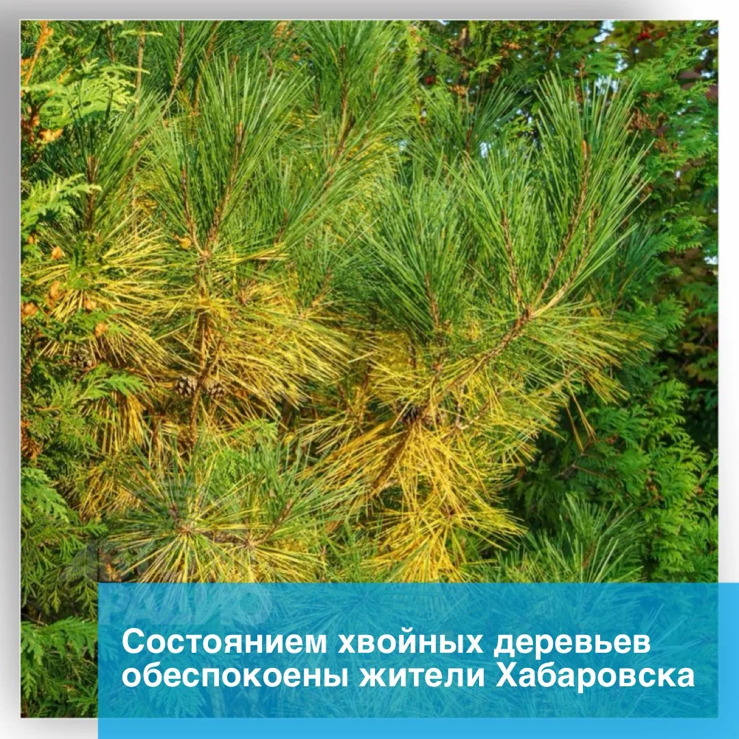 Хабаровчане массово жалуются на желтеющую хвою. Жители обратили внимание, что деревья с...