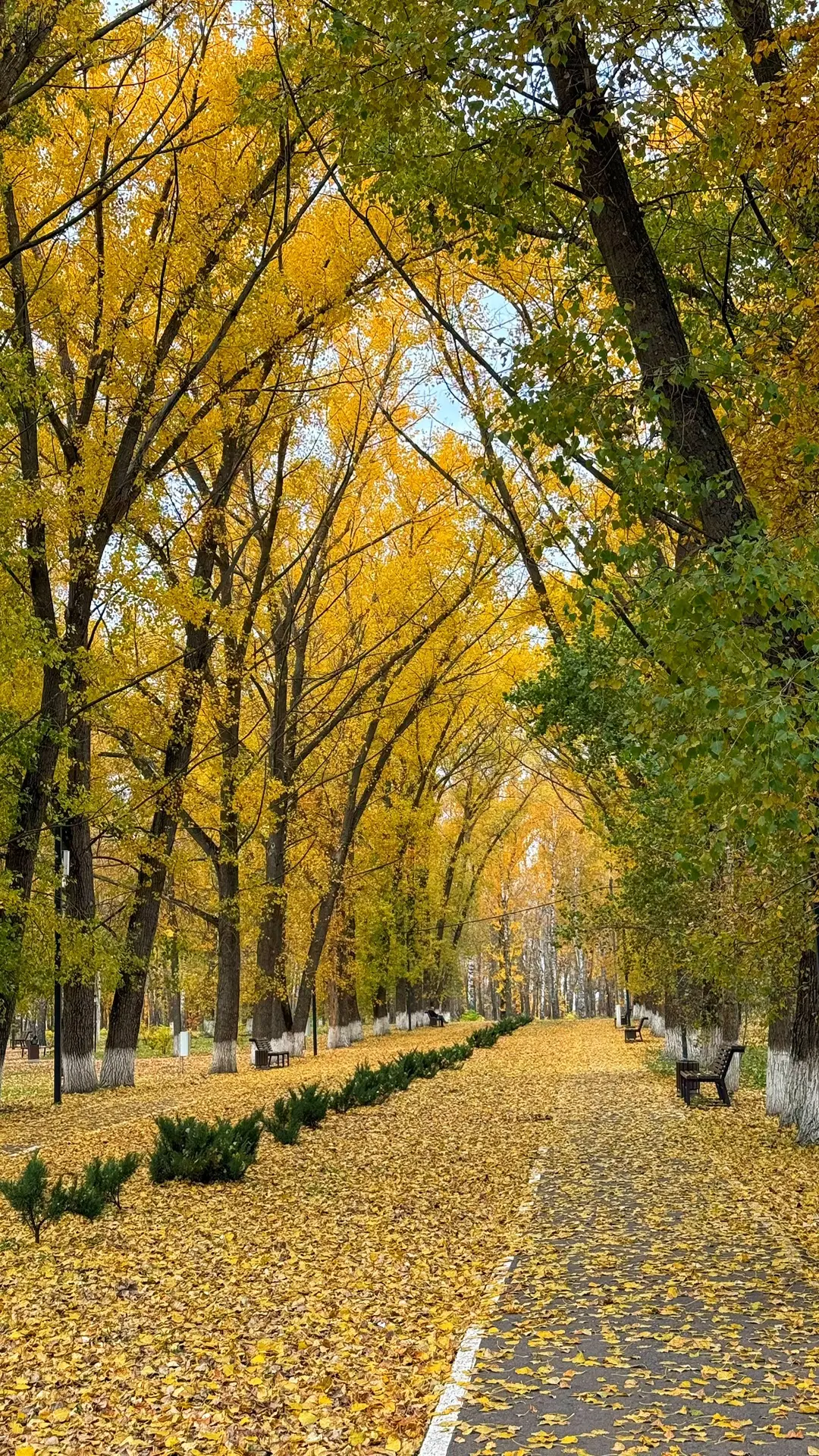 🍂🎞️ Осенние кадры нашего города. Парк 40 Лет ВЛКСМ.