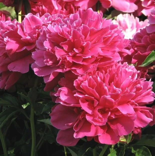 🌺 ПИОНЫ ДЛЯ ОСЕННЕЙ ПОСАДКИ