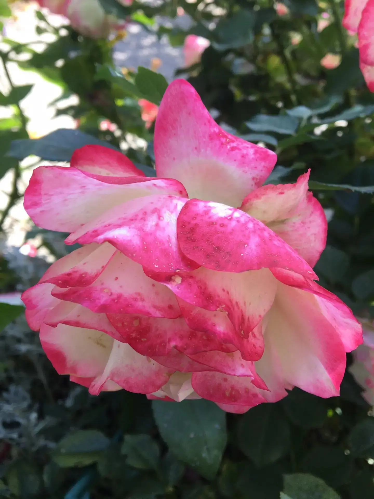 Пока еще цветем!🌹🌞