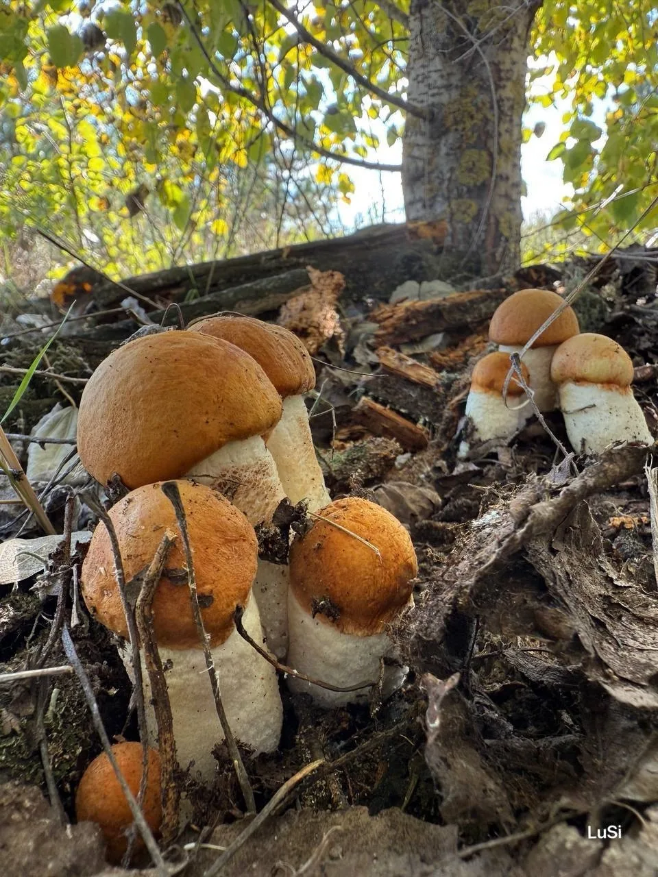 🍄Обильные дожди одарили лес щедрым урожаем