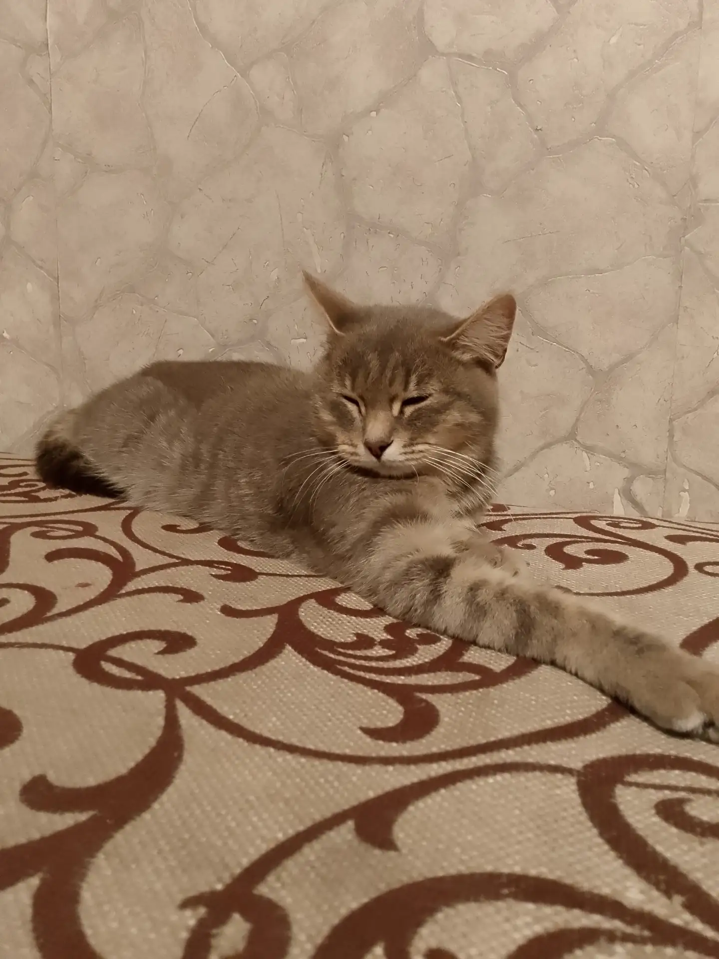 Вчера к нам во двор пришла красавица кошка. Может кто потерял. Пишите в личку. Она на у...