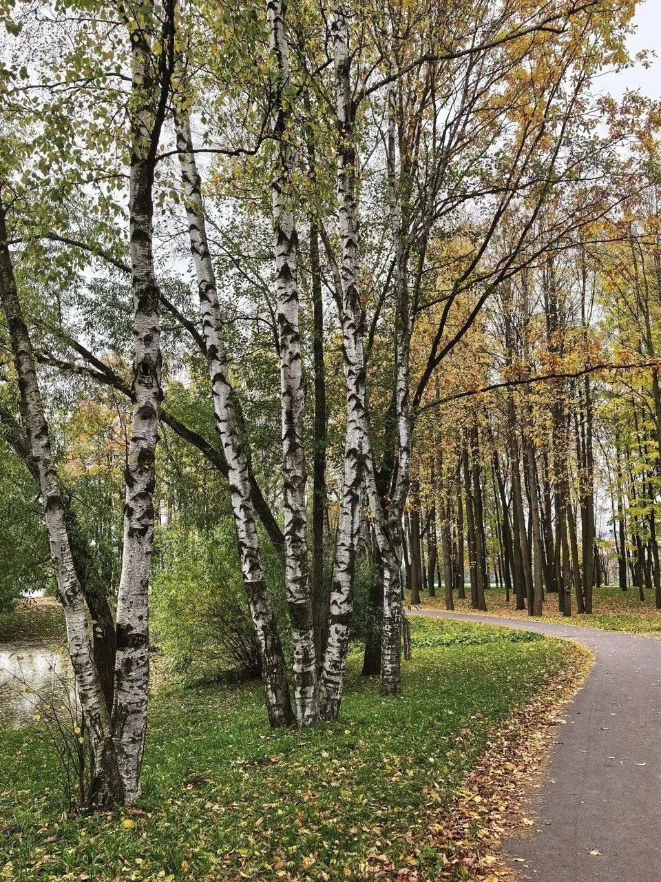 Золотая осень на острове Чухонка 😍