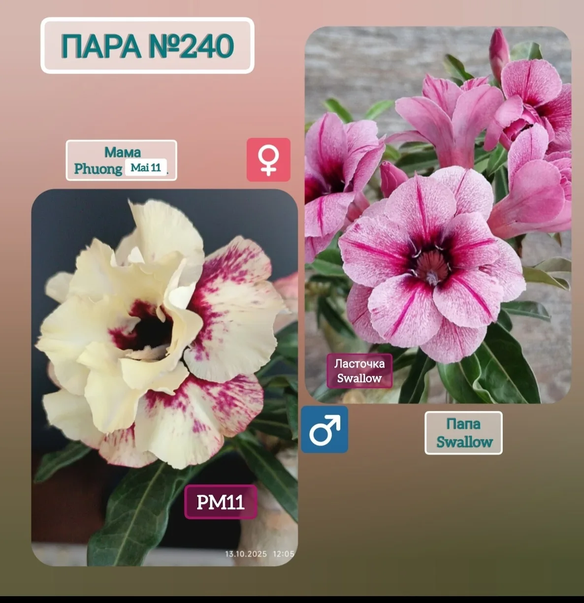 У меня сегодня какой то ‼️💐ШОК💐‼️обнаружилось 3 сеянца -скороспелы, которые хотят цве...
