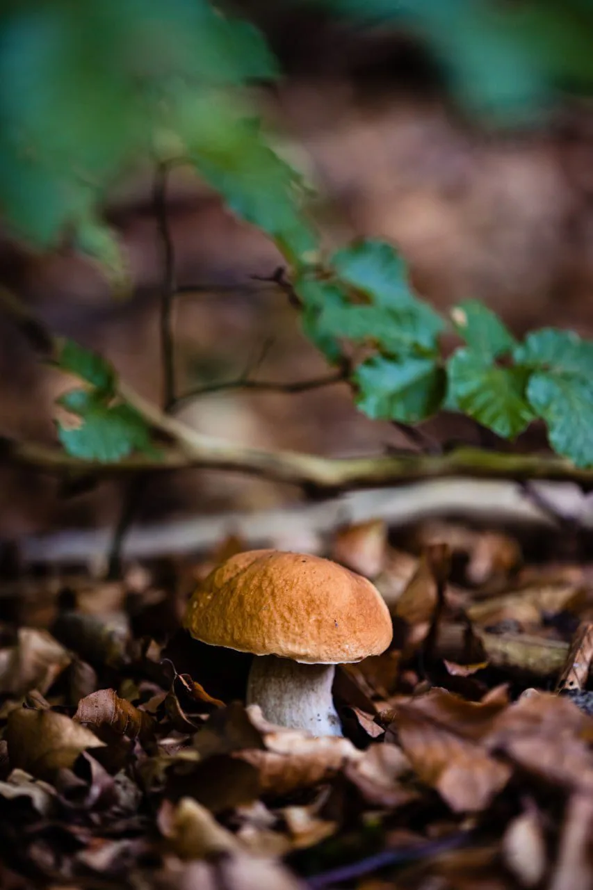 🍄‍🟫 "der Glückspilz" 🍄‍🟫