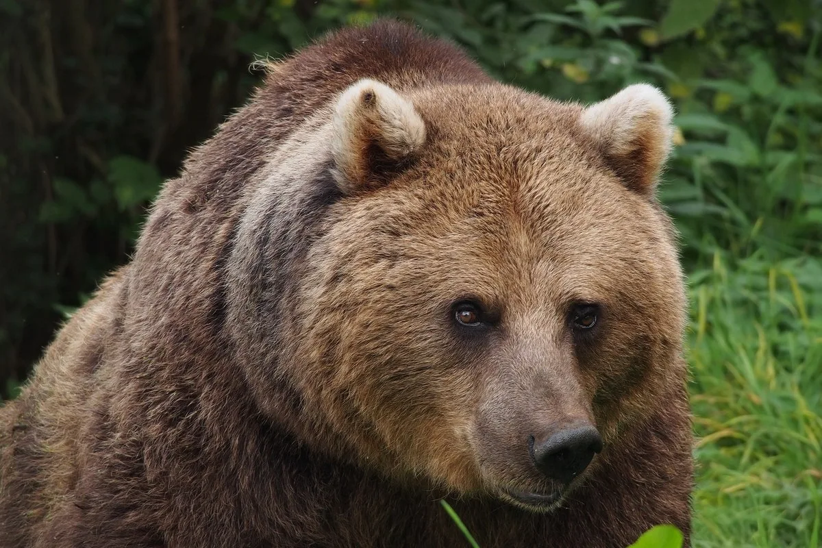 🐻 Карелия объявила "тревогу" из-за медведей