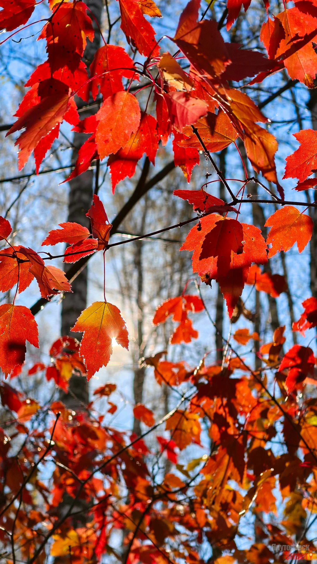 🍁🍁🍁 На одной из тропинок в роще Декабристов можно долго любоваться осенними разноцве...