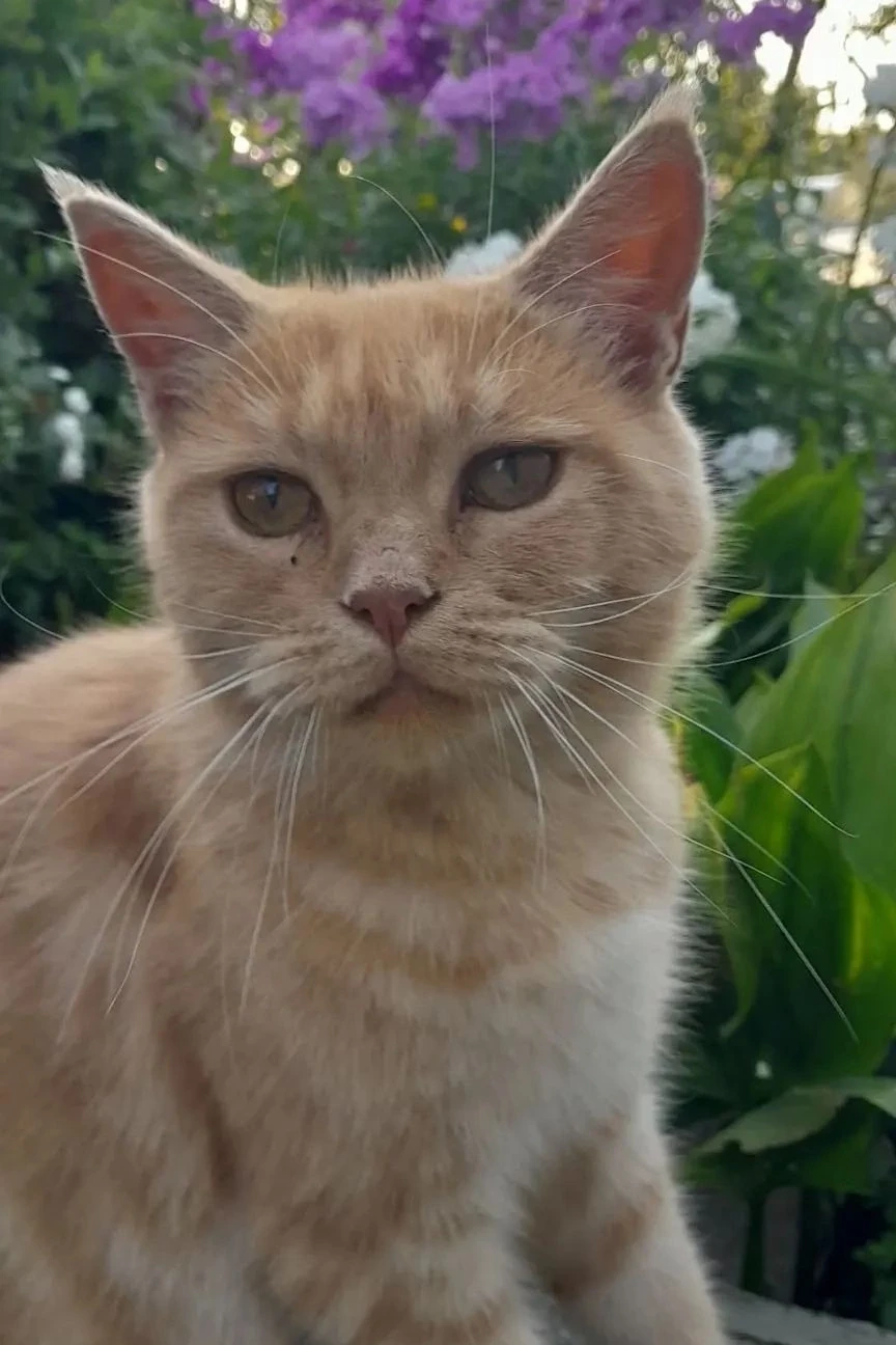🐈Пропала взрослая стерилизованная кошка.