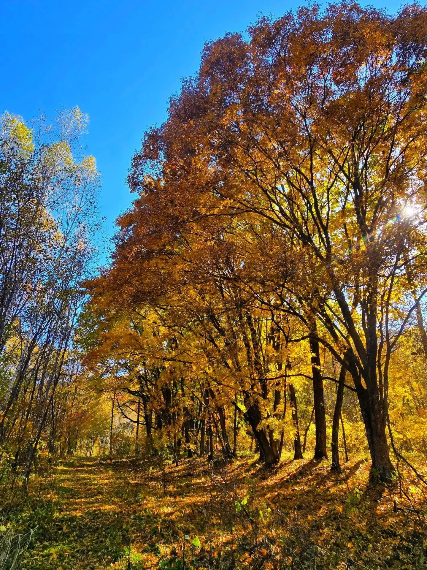 🧡🍁 Октябрь у реки Тигровой. Самый пик золотой осени в Ущелье Дарданеллы, когда там  в...