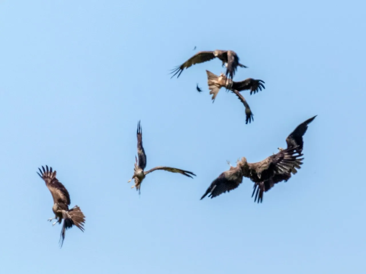 🦅 Кто поделит добычу?