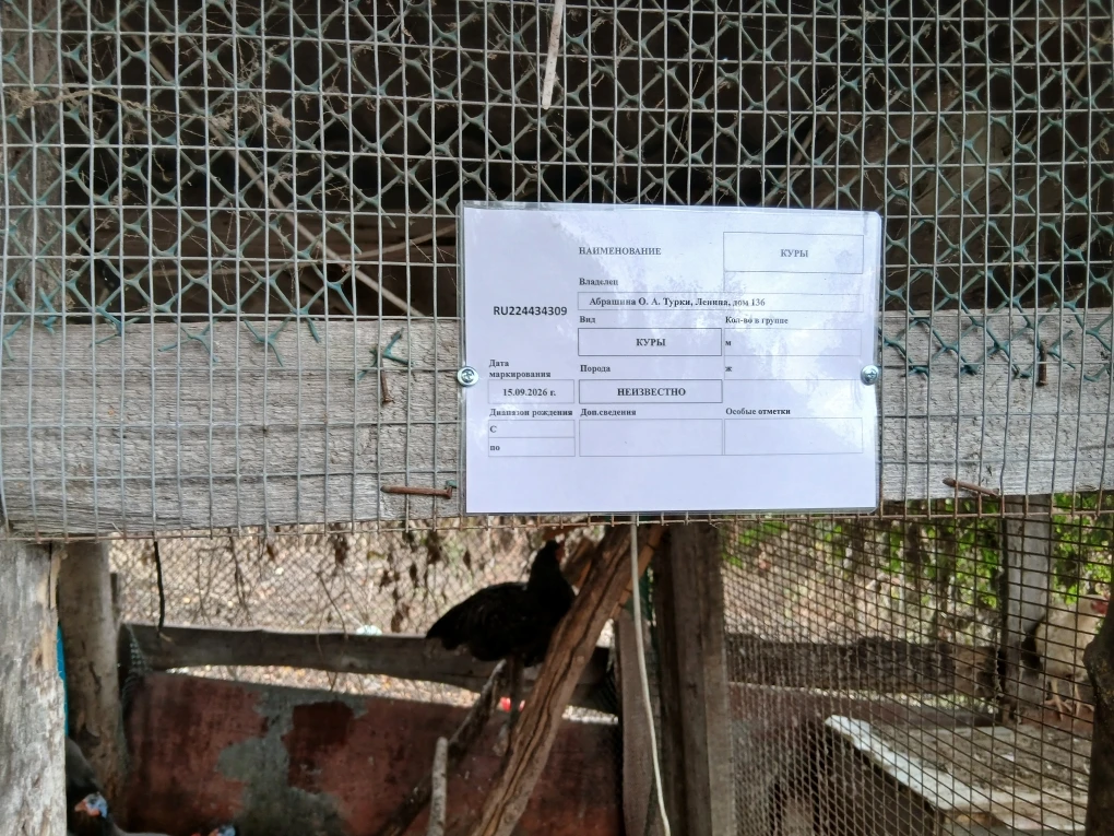 В Турковском районе продолжается маркировка сельскохозяйственной птицы  в личных подсоб...