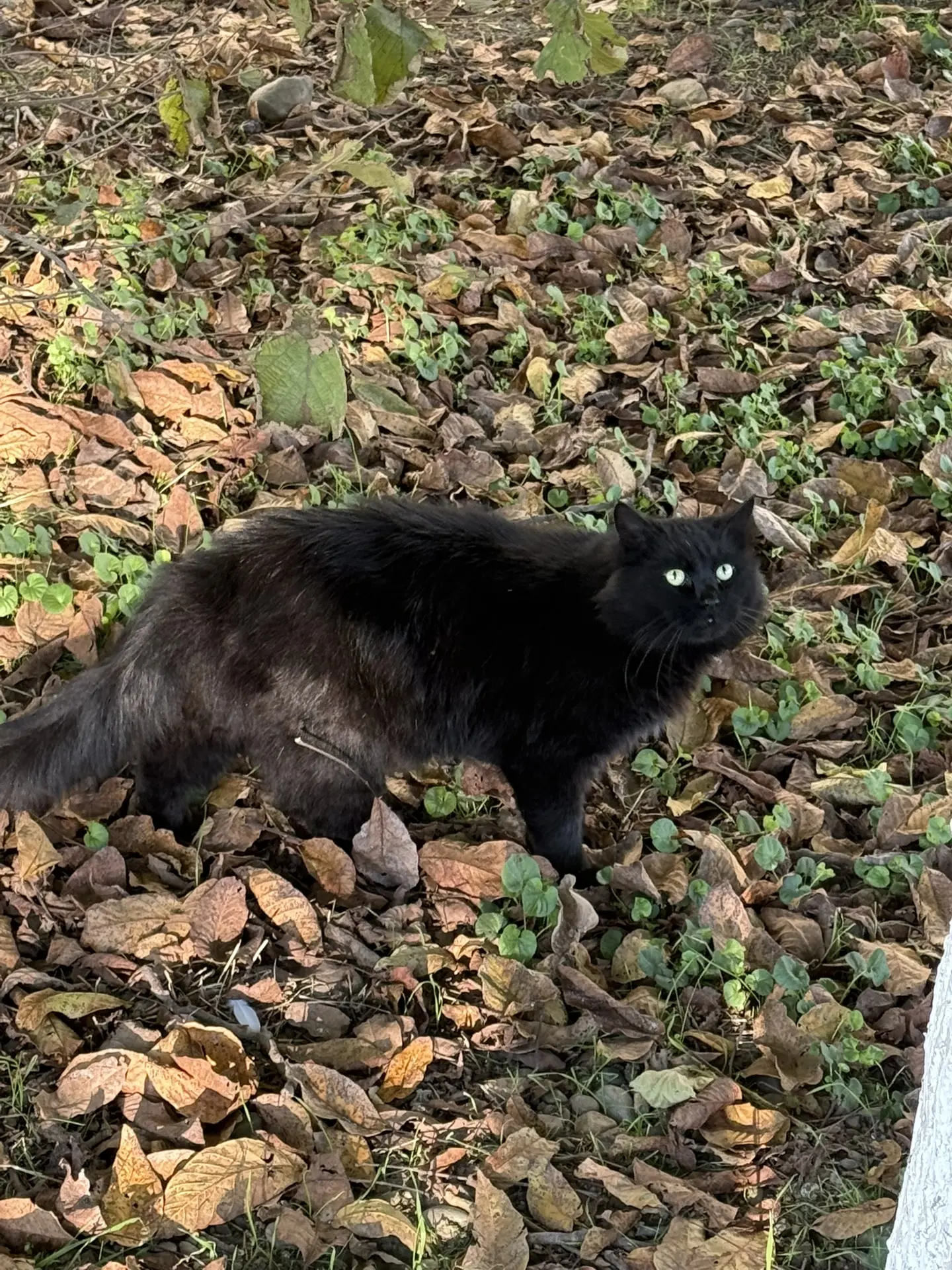 Кот из песни