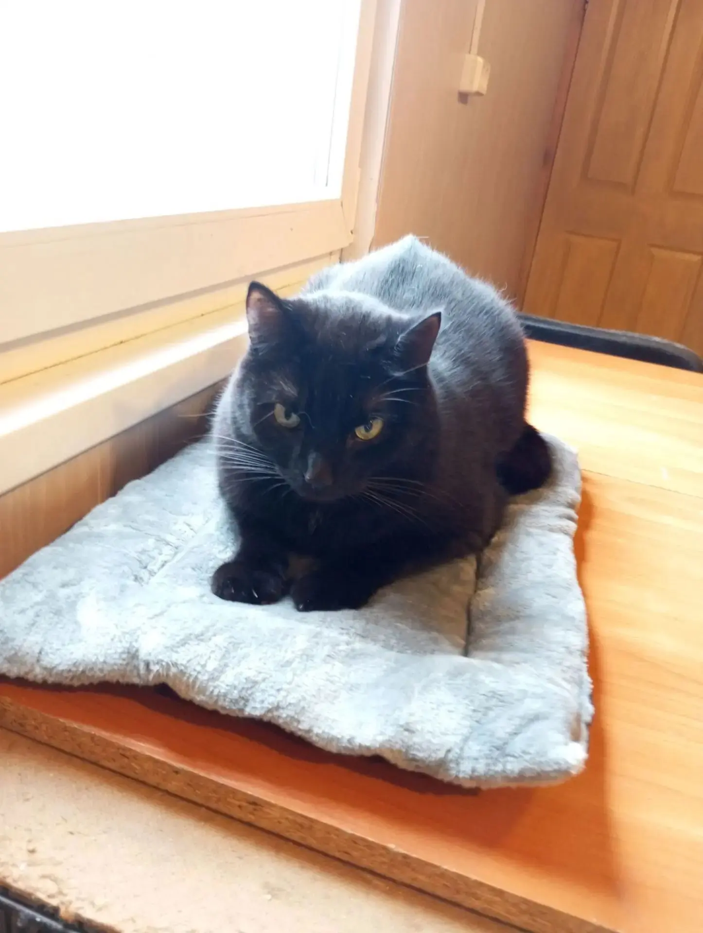 😻 Красавчик Изюм передаёт всем привет с передержки!