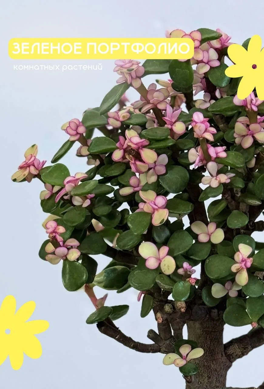 Давно вам не показывали комнатные растения 🌿
